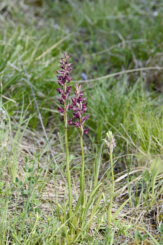 Anacamptis o Orchis coriophora